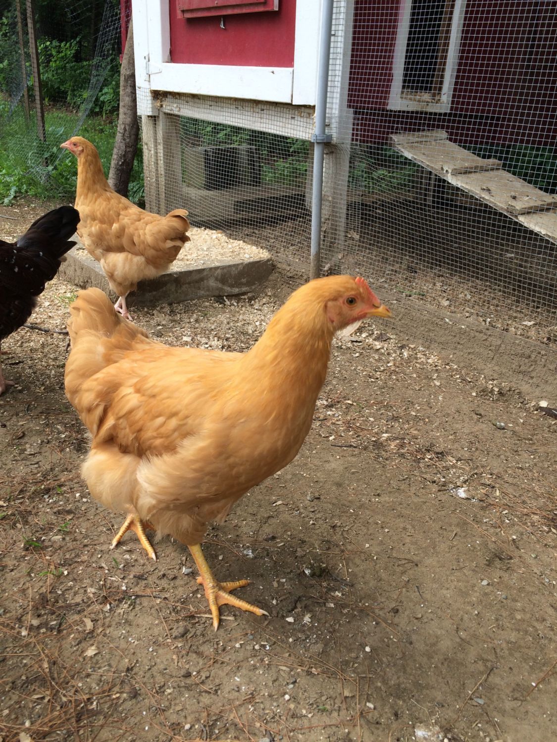 12 week old buff Orpington or buff rock Pullet or cockerel BackYard