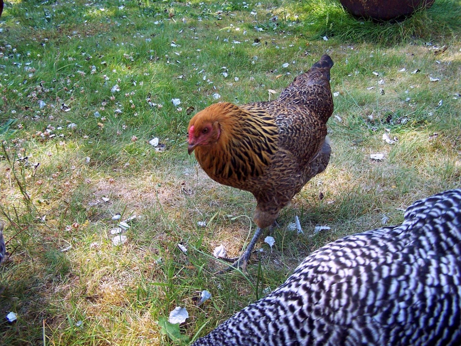 Cream legbar x silver leghorn BackYard Chickens Learn How to Raise