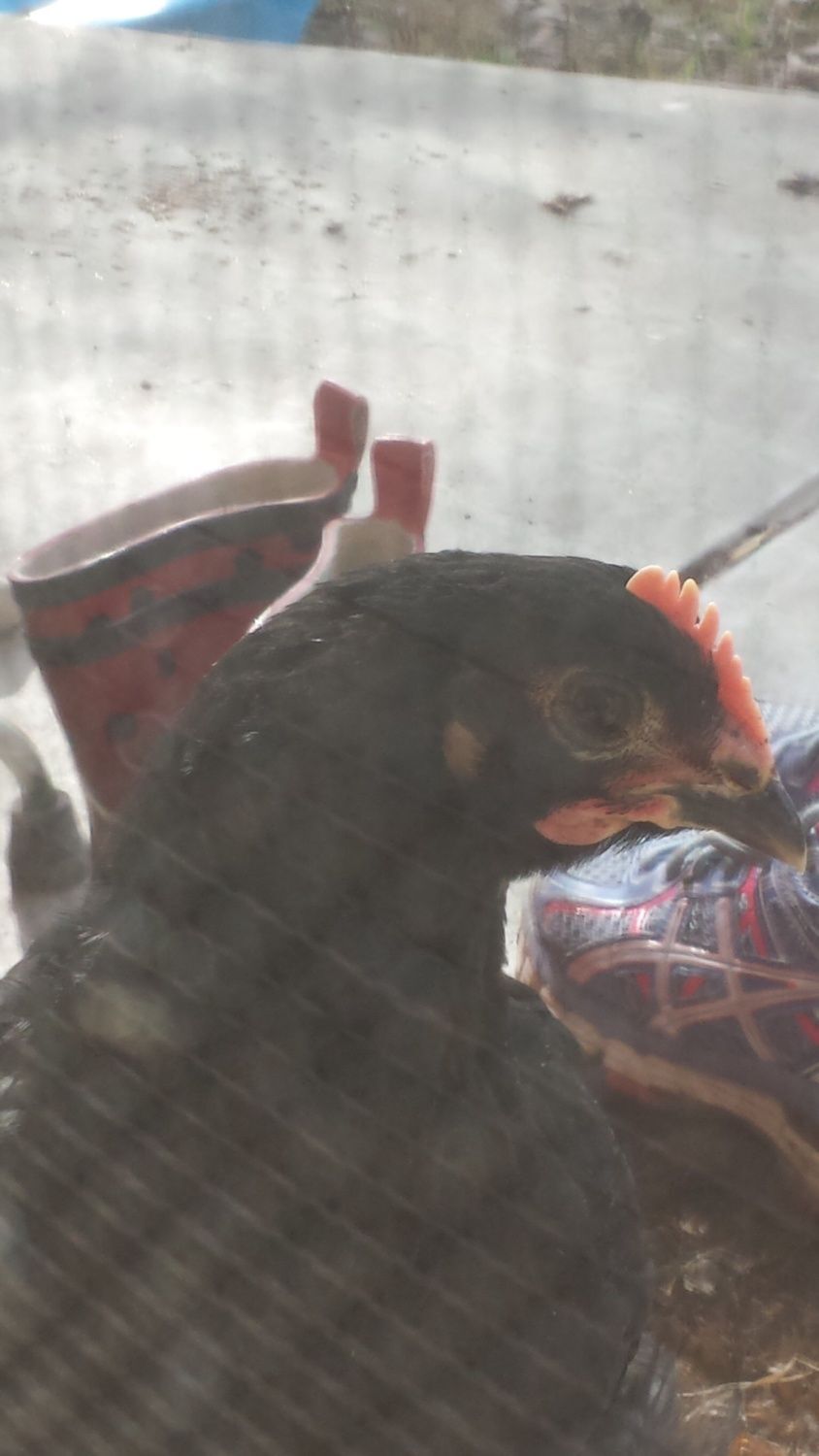 Please help! Is my chicken a rooster? BackYard Chickens Learn How