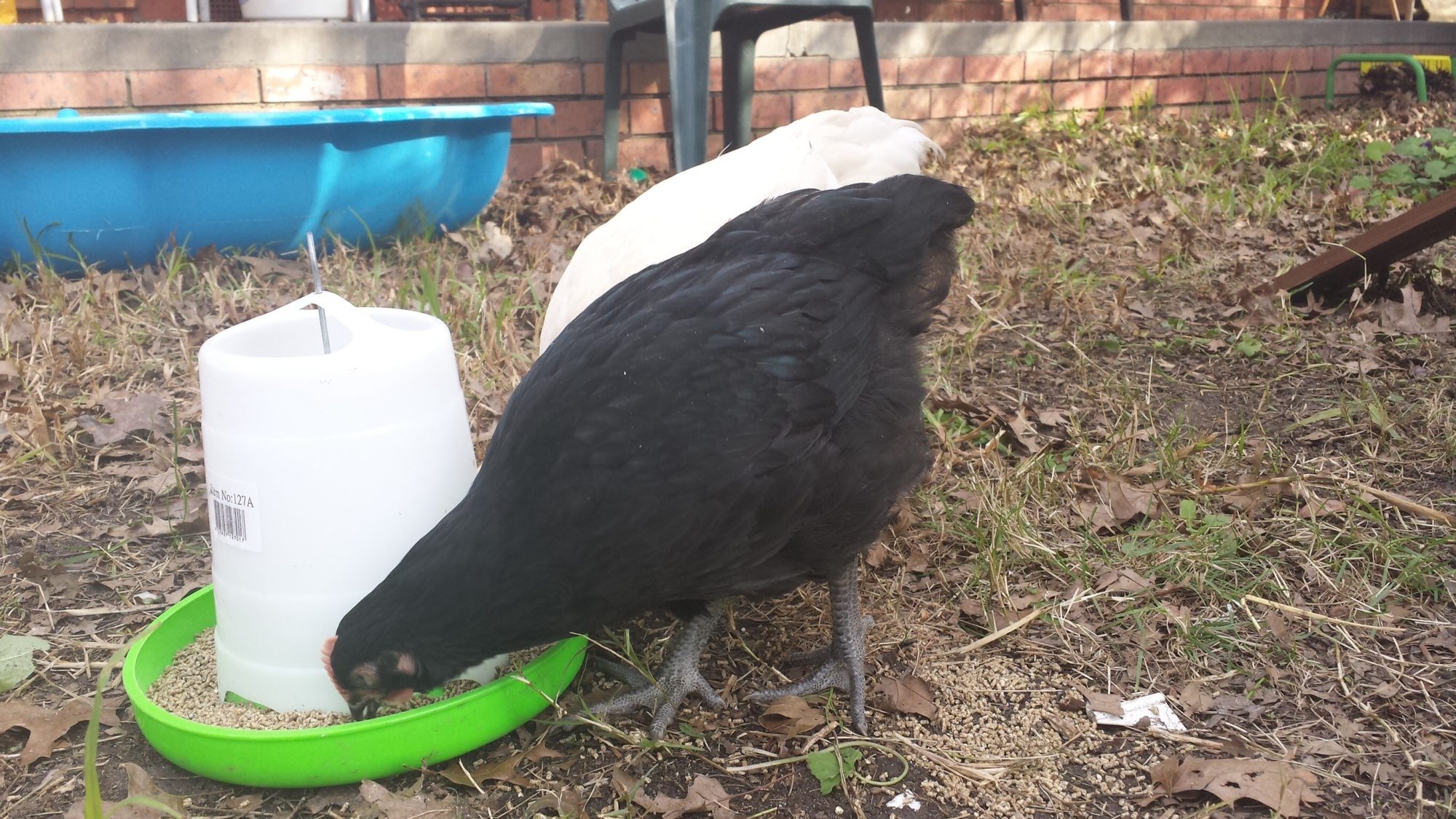 Please help! Is my chicken a rooster? BackYard Chickens Learn How