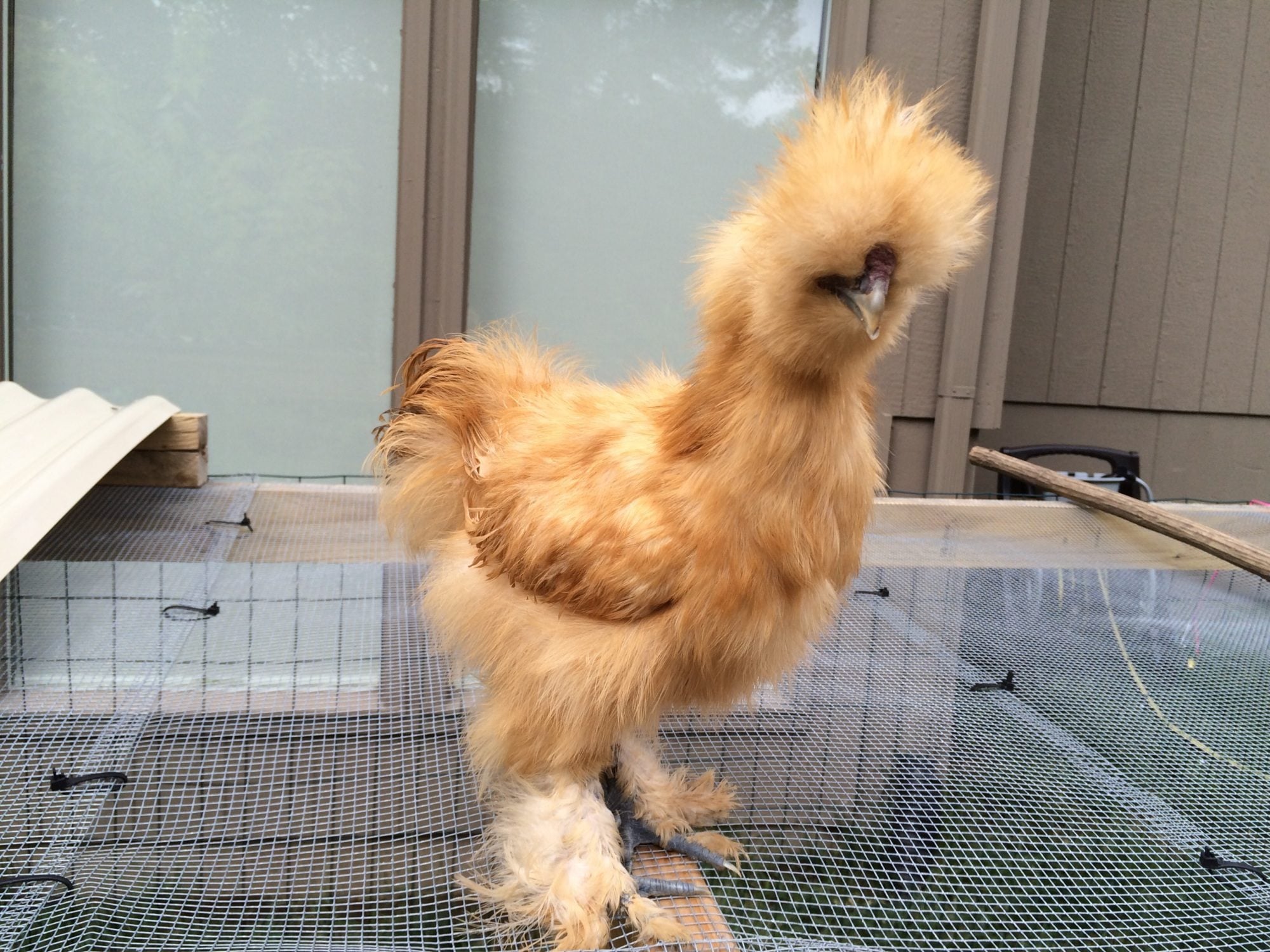 Silkie Roosters or hens? BackYard Chickens Learn How to Raise Chickens