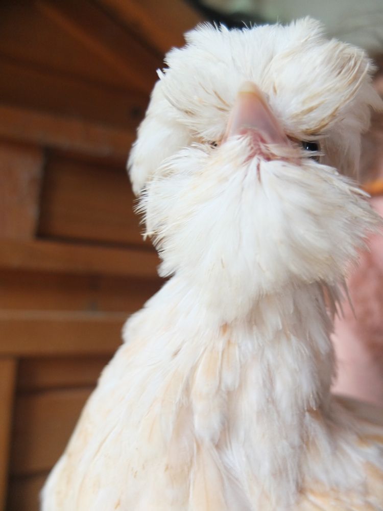 We managed to wash their crazy hair | BackYard Chickens - Learn How to  Raise Chickens
