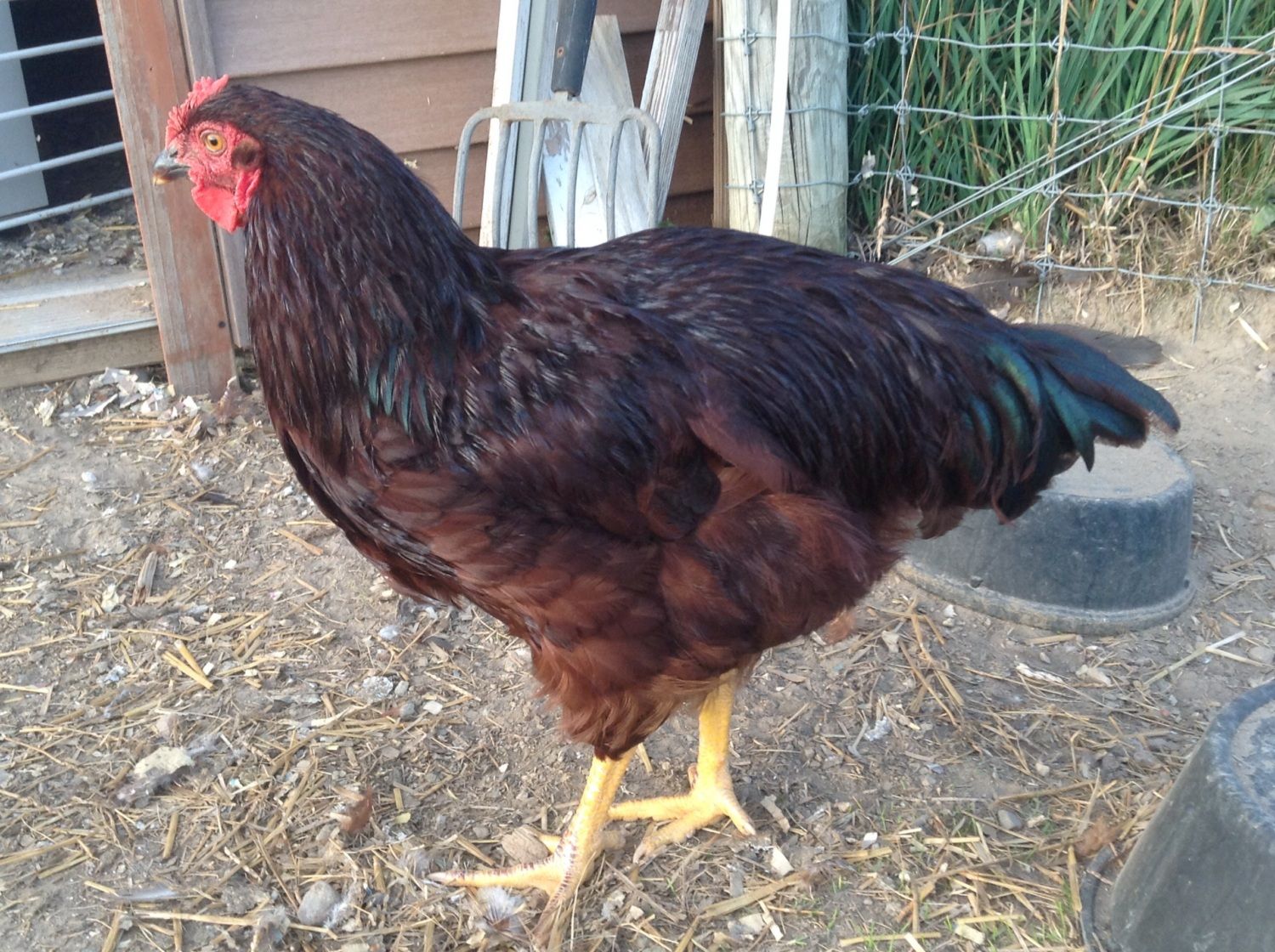 The Heritage Rhode Island Red Site | Page 945 | BackYard Chickens ...
