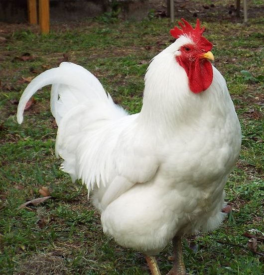 white jersey giant rooster