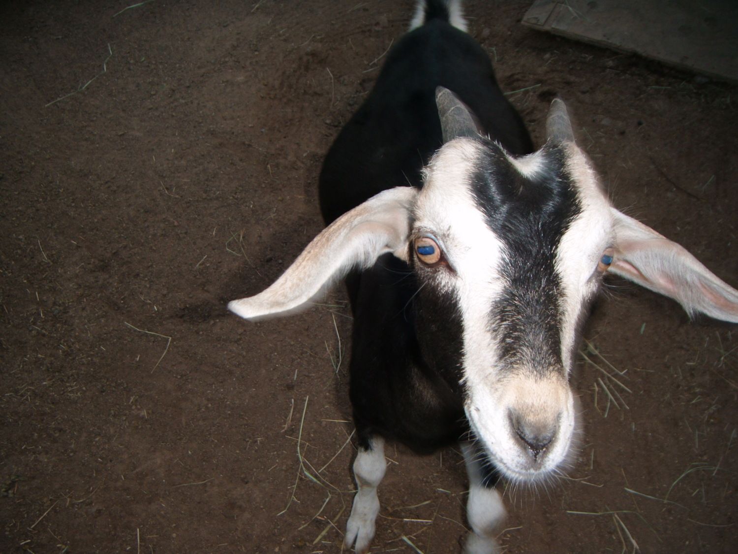 What kind of goat do I have?  BackYard Chickens - Learn How to Raise  Chickens