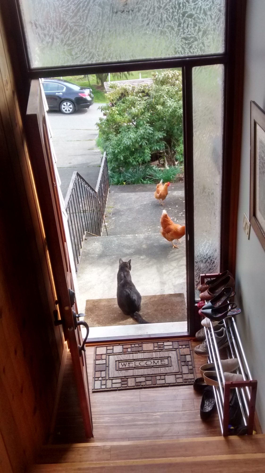 Indoor Pet Chickens Page 6 BackYard Chickens Learn How to Raise