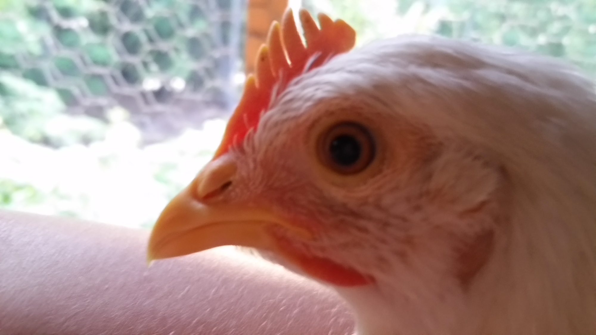 My Leghorn has a swollen eye ?! BackYard Chickens Learn How to Raise Chickens