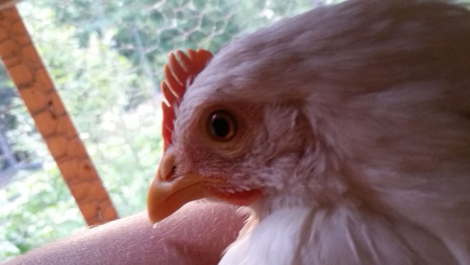 My Leghorn has a swollen eye ?! BackYard Chickens Learn How to Raise Chickens
