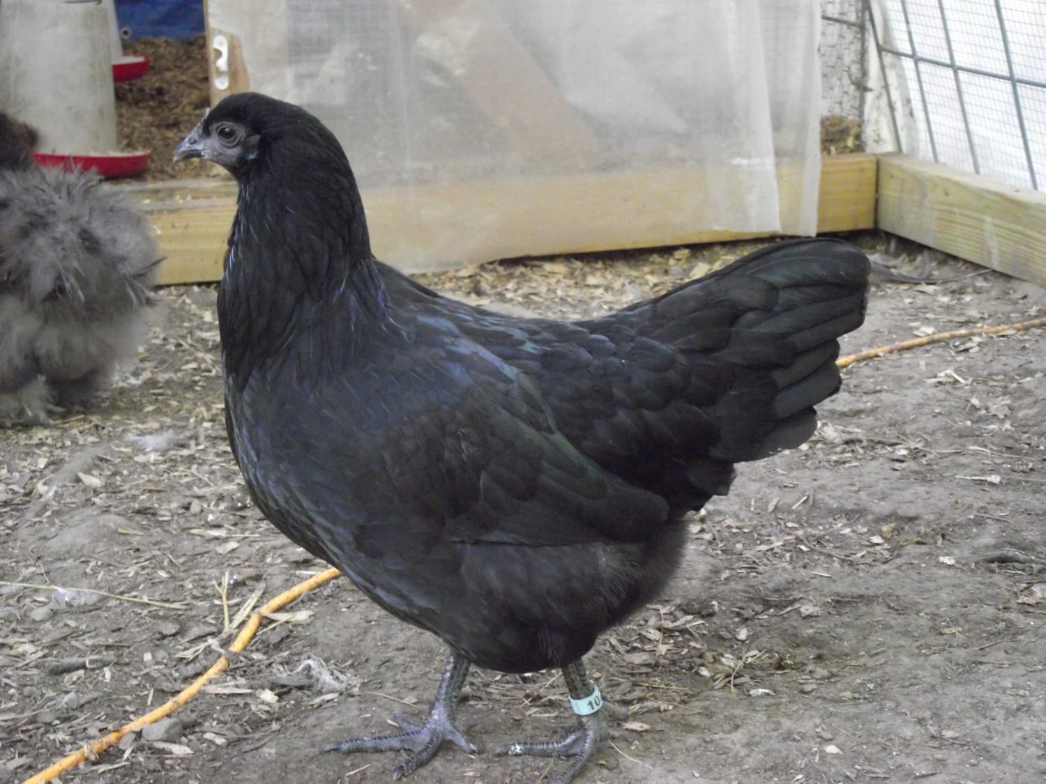 Black feet and legs? | BackYard Chickens