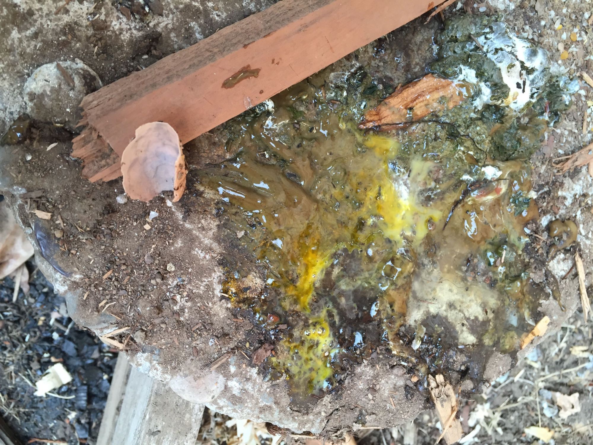 Soft/partial shell and baaaaad diarrhea ( BackYard Chickens Learn