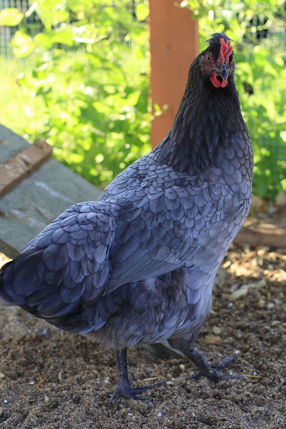 Breed guess on this silly looking chicken? | BackYard Chickens - Learn How  to Raise Chickens