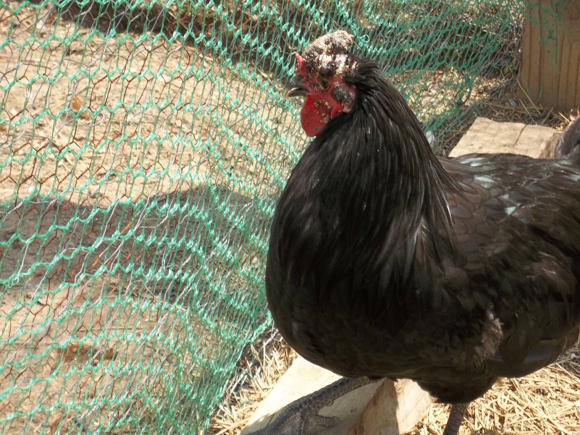 Comb damage from dog attack BackYard Chickens Learn How to Raise