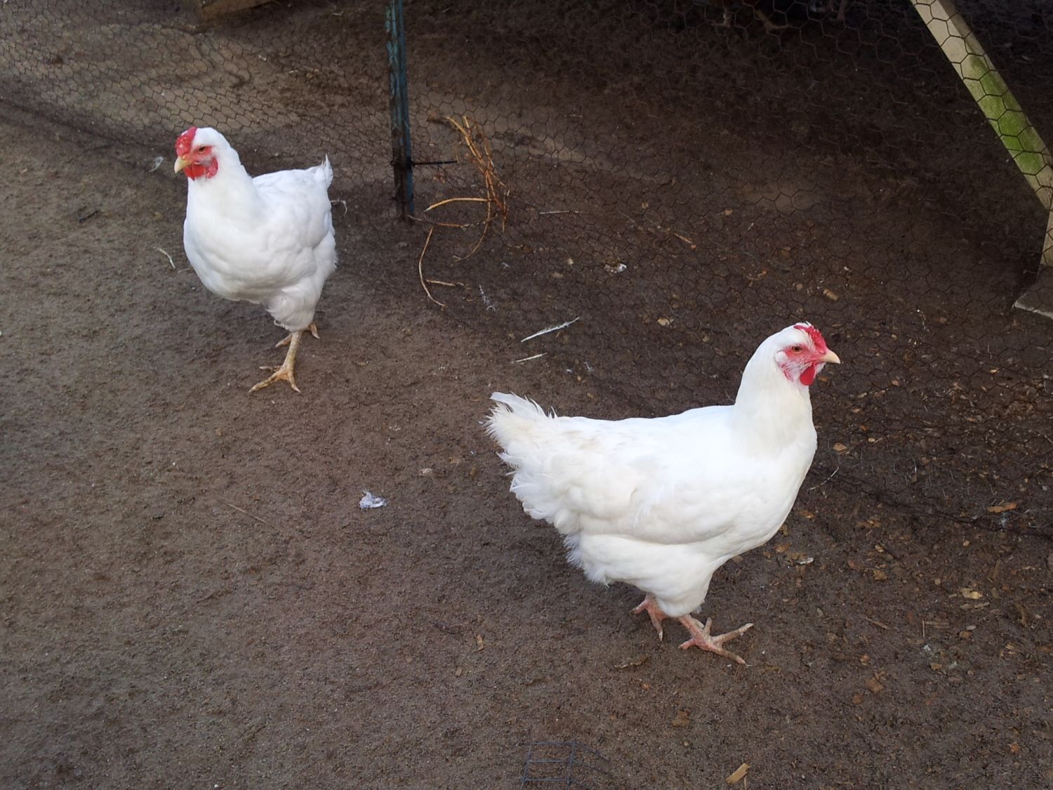Rhode Island White Chickens - Baby Chicks For Sale