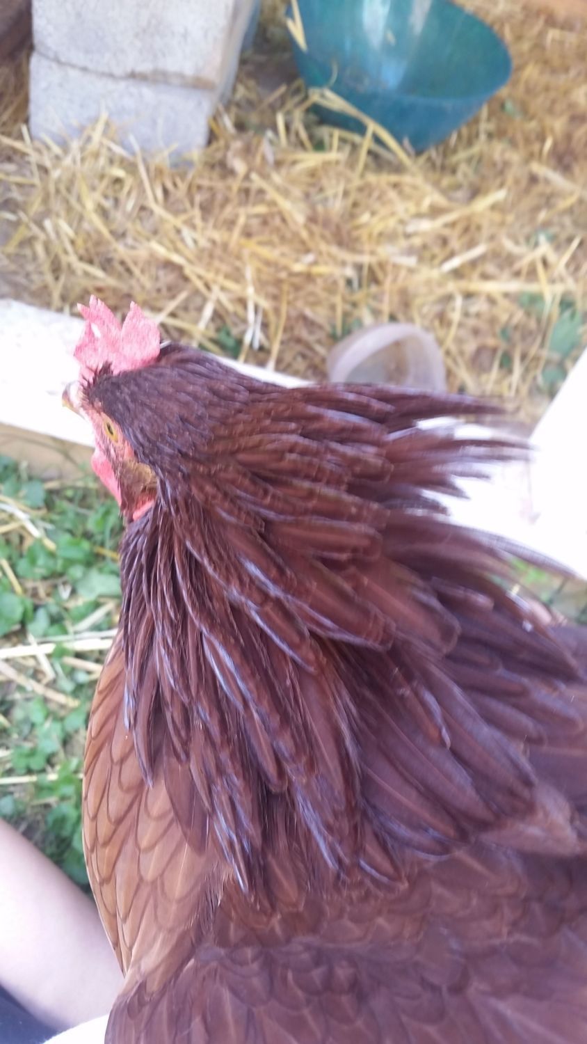 Is my chicken a Rooster or a Hen!? BackYard Chickens Learn How to