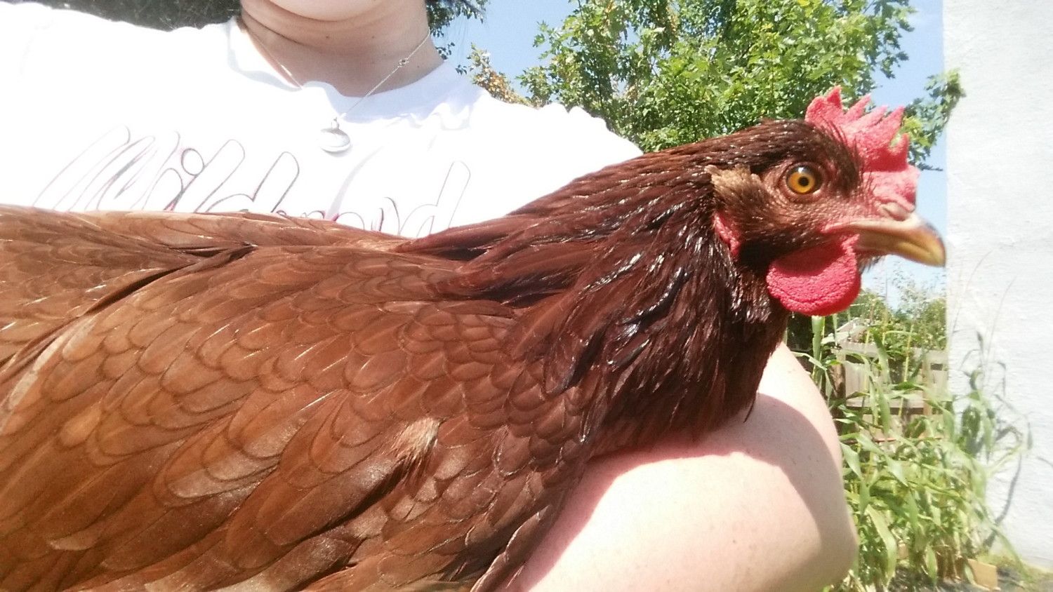 Is my chicken a Rooster or a Hen!? BackYard Chickens Learn How to