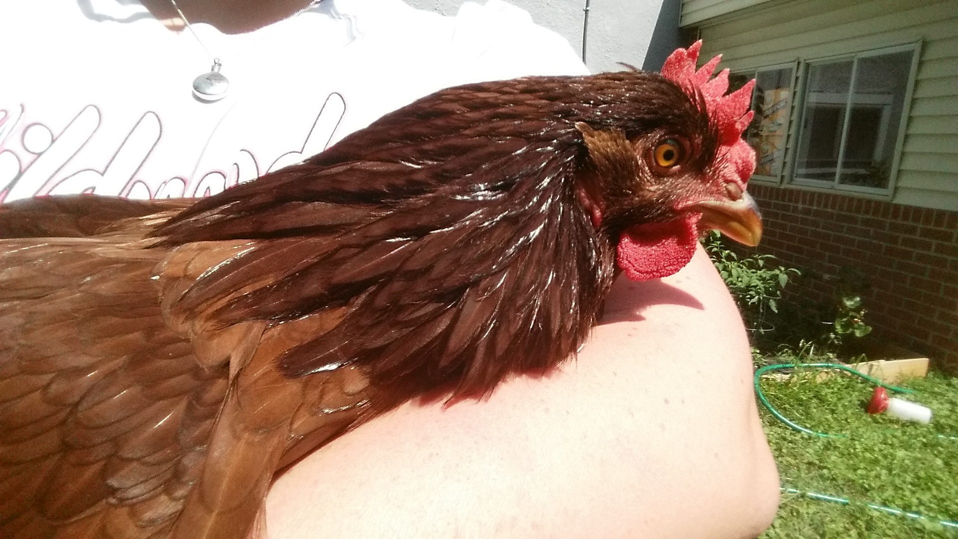 Is my chicken a Rooster or a Hen!? BackYard Chickens Learn How to
