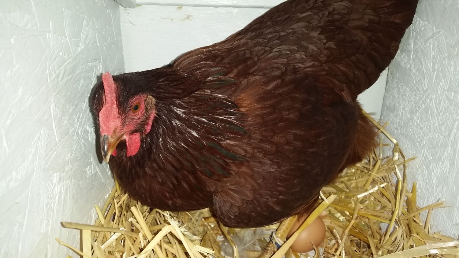Is my chicken a Rooster or a Hen!? BackYard Chickens Learn How to