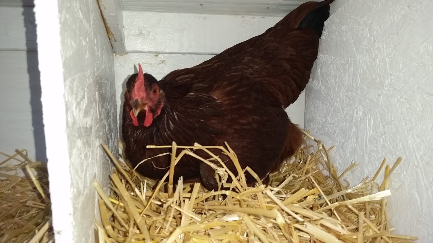 Is my chicken a Rooster or a Hen!? BackYard Chickens Learn How to