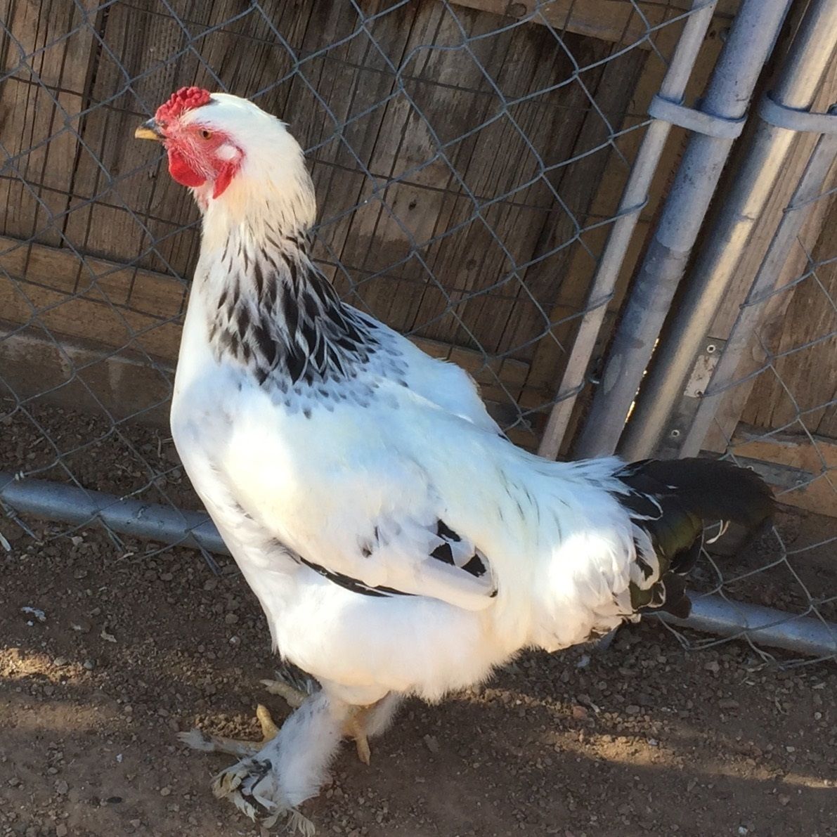Light Brahma Hen or Roo?  BackYard Chickens - Learn How to Raise Chickens