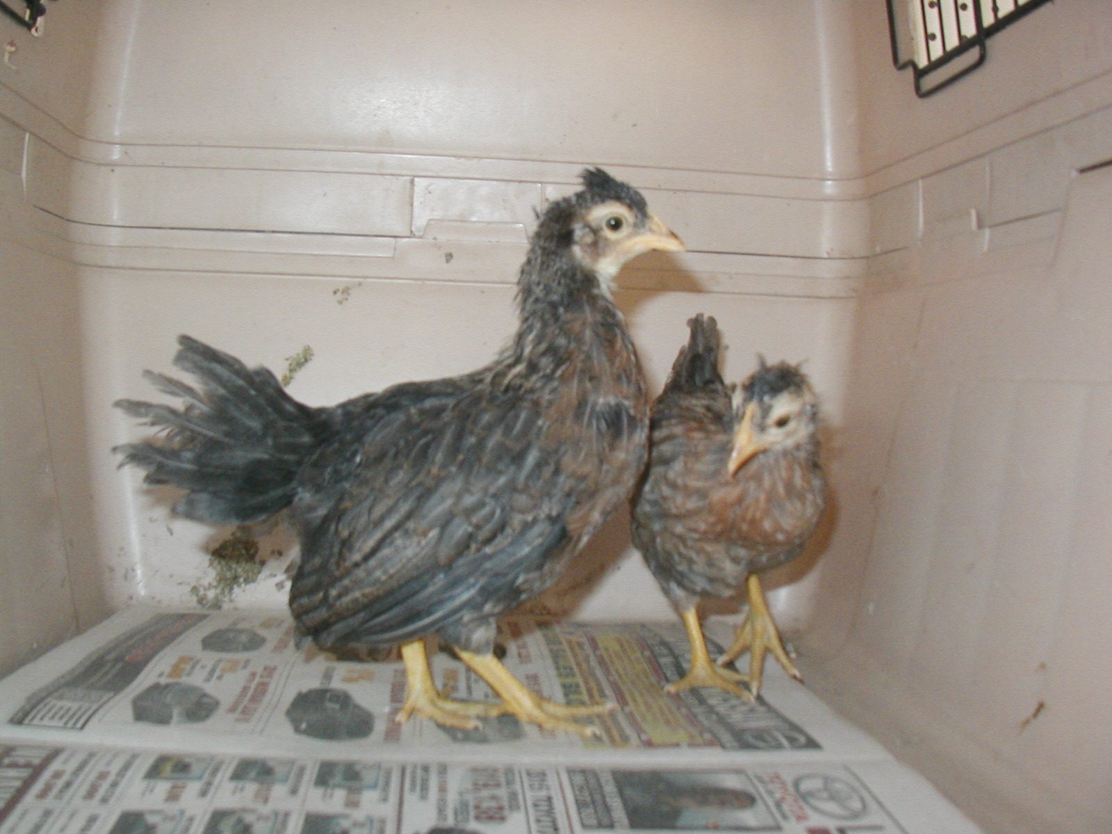 2 Coop ready Cream Legbar Pullets + 1 Super Blue egger Coop ready