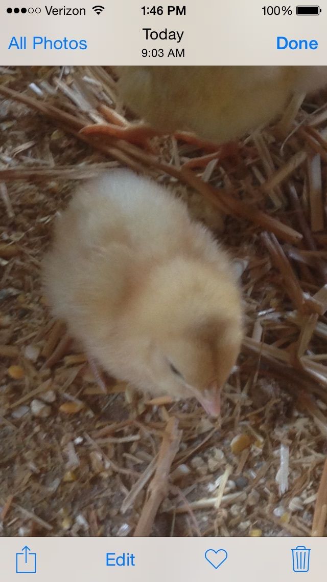 Can you sex a cream legbar mix? BackYard Chickens