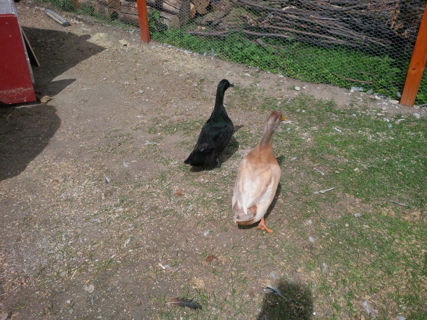 how long does it take for rouen ducks to lay eggs | BackYard Chickens