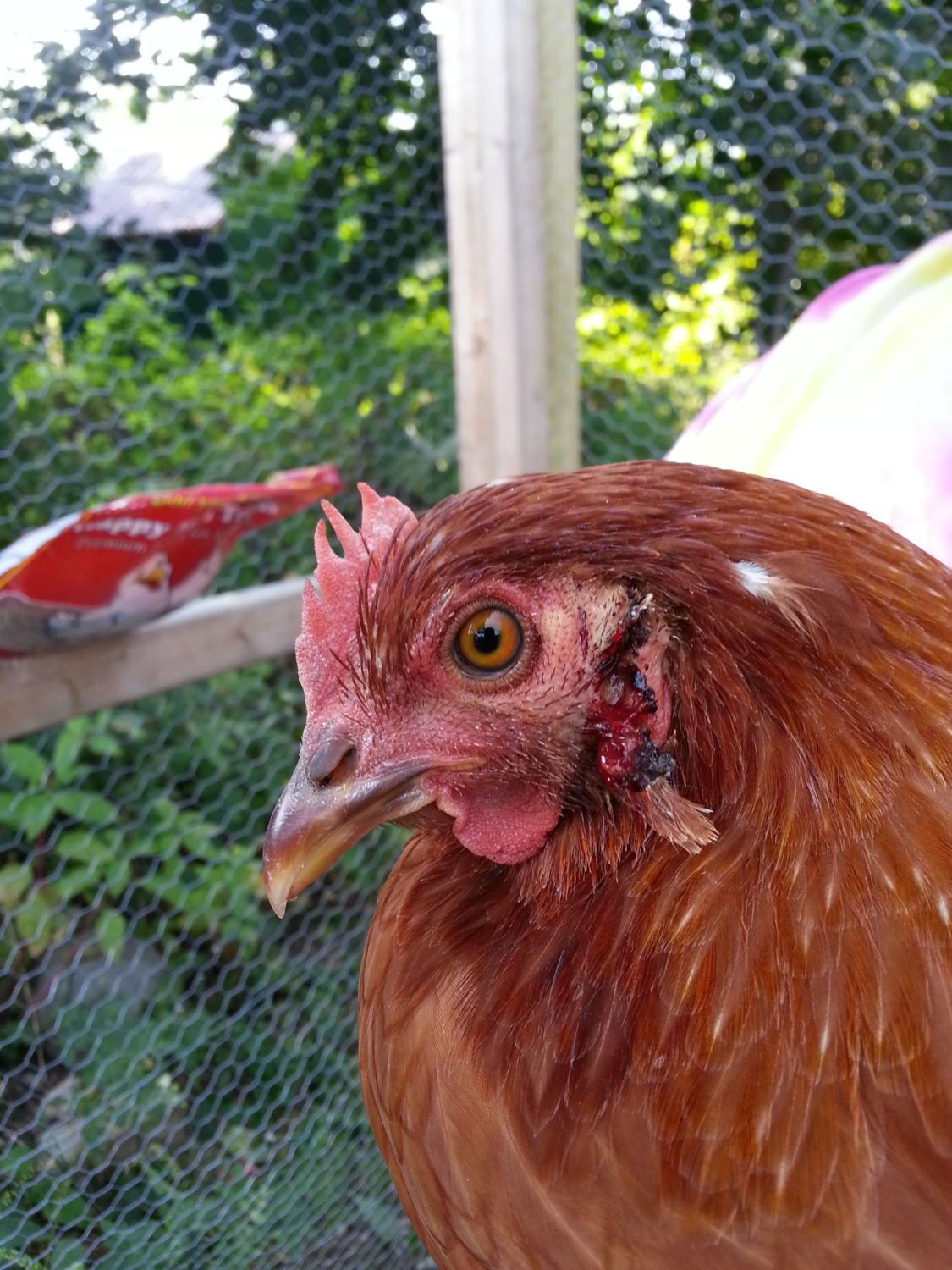 Emergency Suspect Blackhead Disease How Do I Treat Can I Treat Page 2 Backyard Chickens Learn How To Raise Chickens