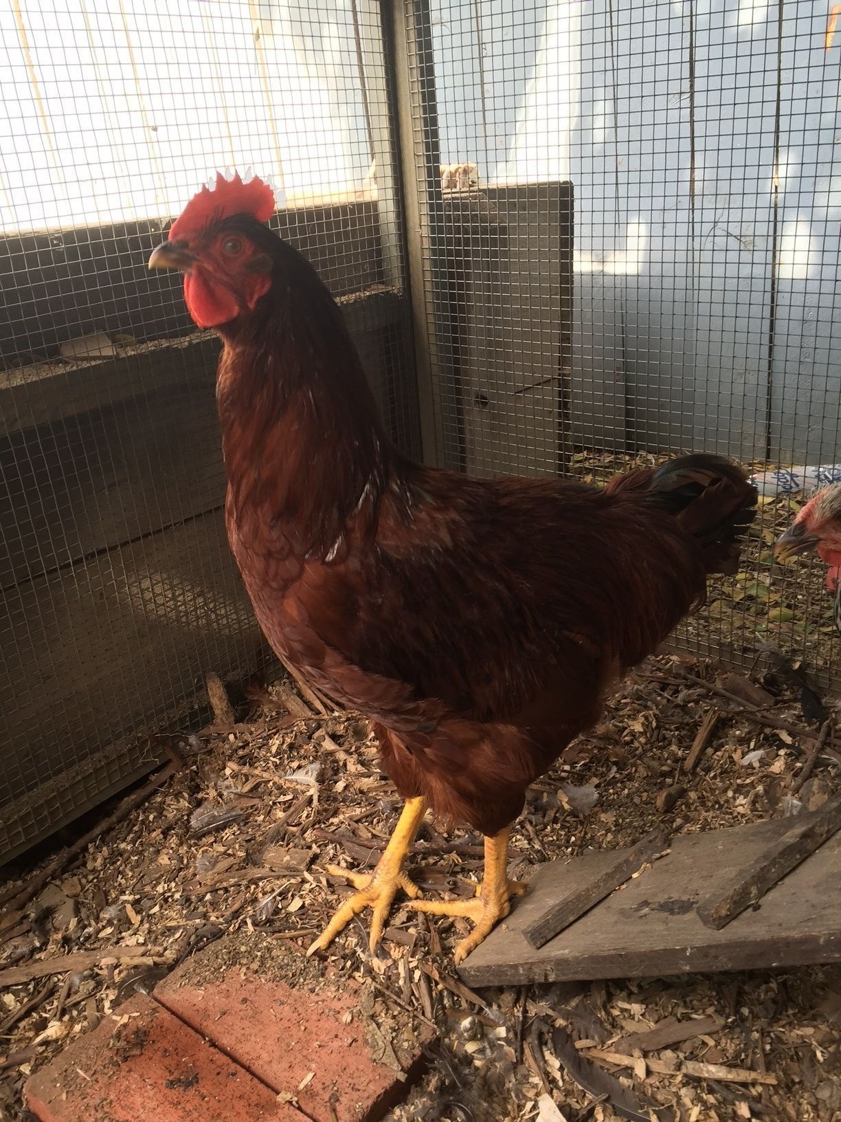 18 week old RIR Pullet or Rooster? BackYard Chickens