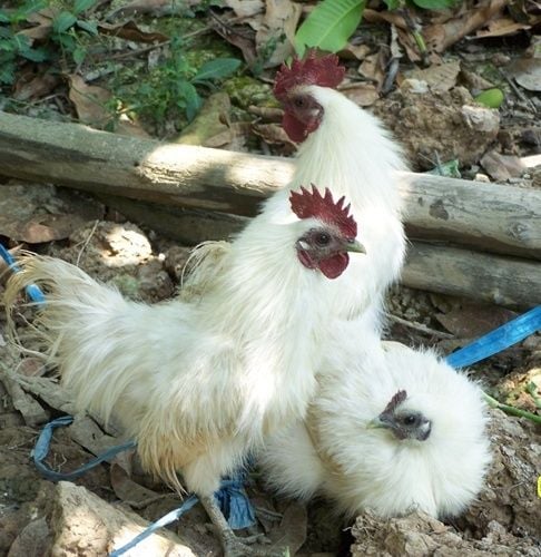 Vietnamese Ga Ac Backyard Chickens Learn How To Raise Chickens