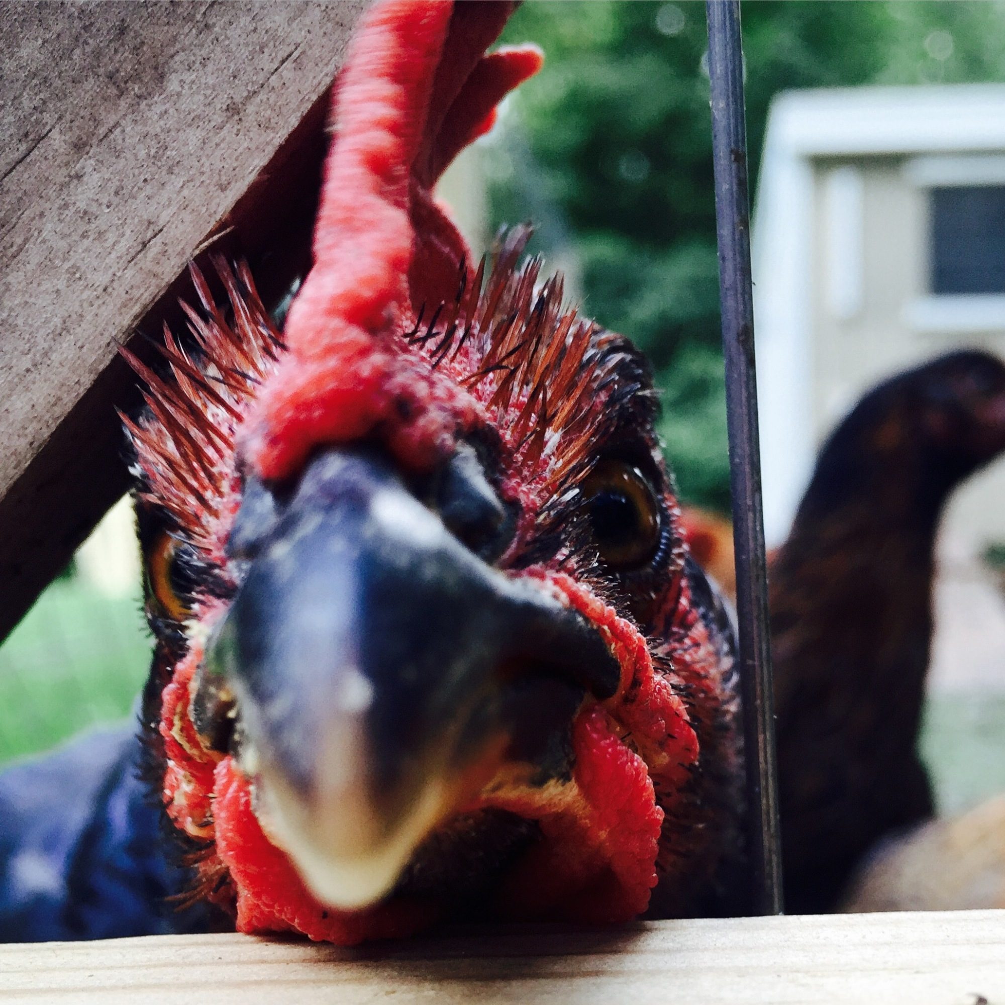 Jackson The Rooster BackYard Chickens Learn How to Raise Chickens