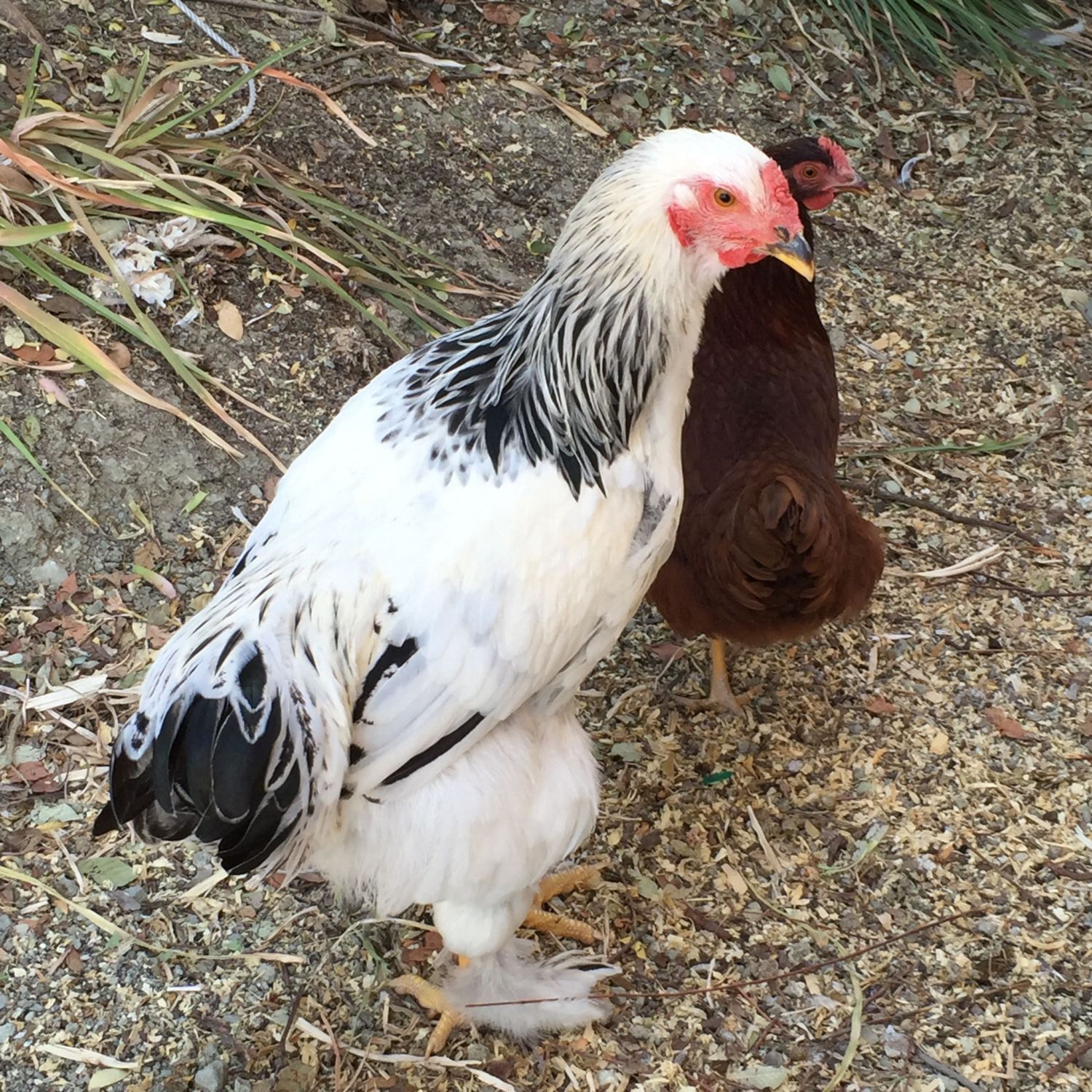 light brahma pullet or cockerel?  BackYard Chickens - Learn How to Raise  Chickens