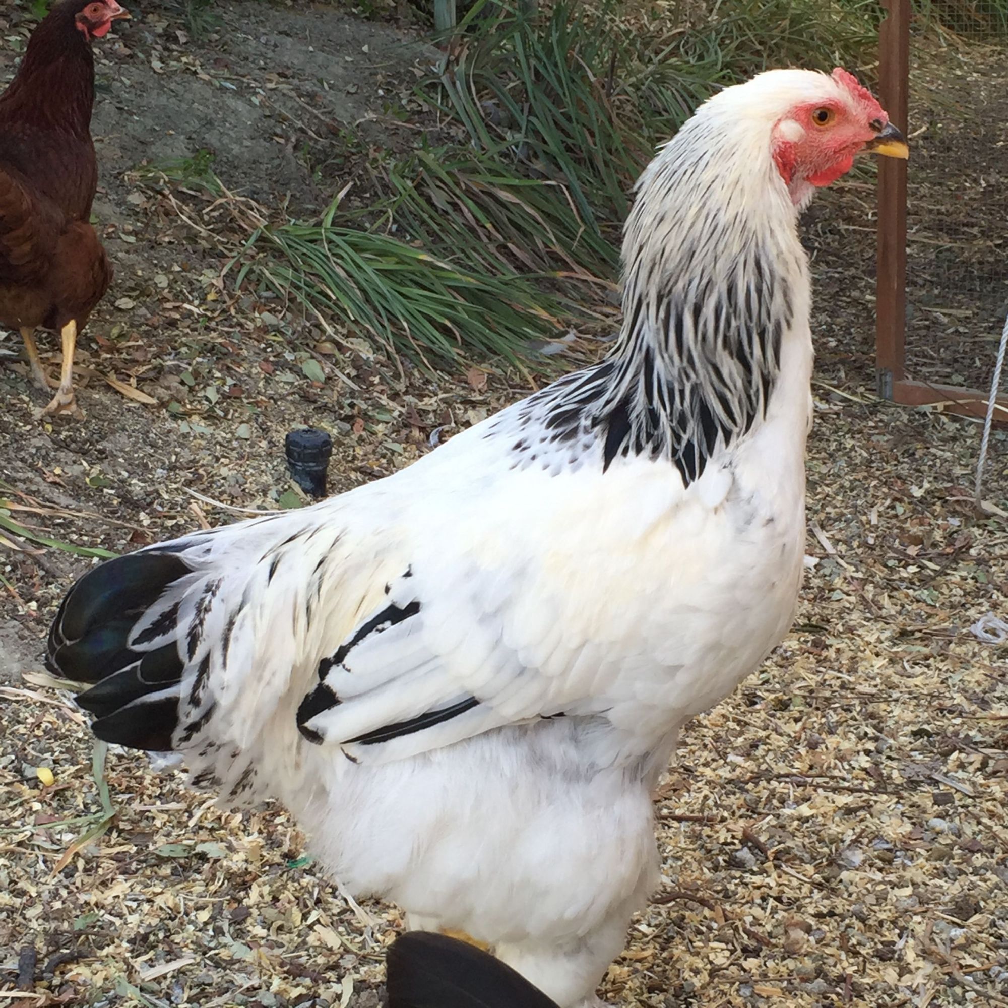 Light Brahma Hen or Rooster  BackYard Chickens - Learn How to Raise  Chickens