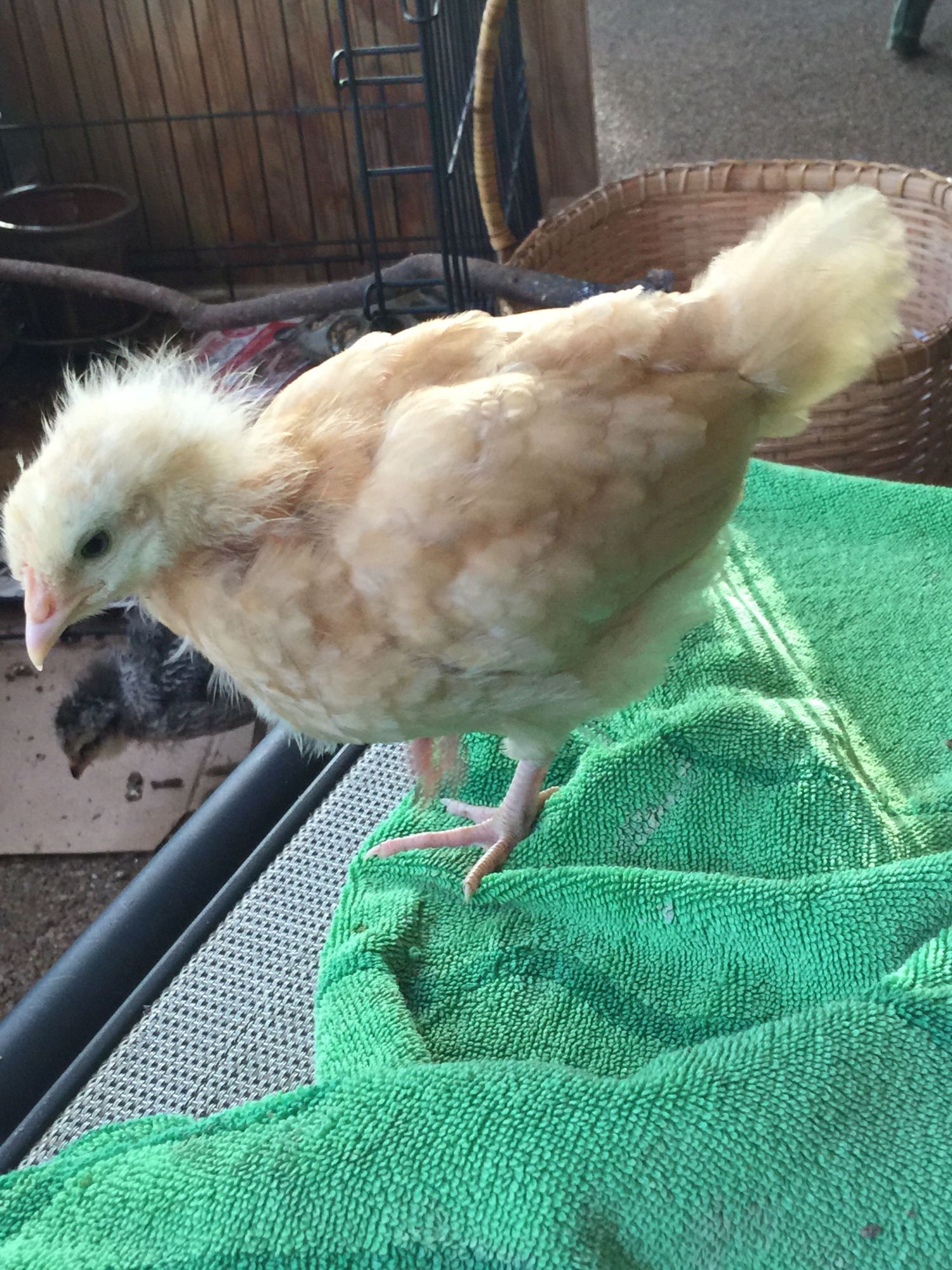 pictures of 4 week old chicks BackYard Chickens Learn How to Raise