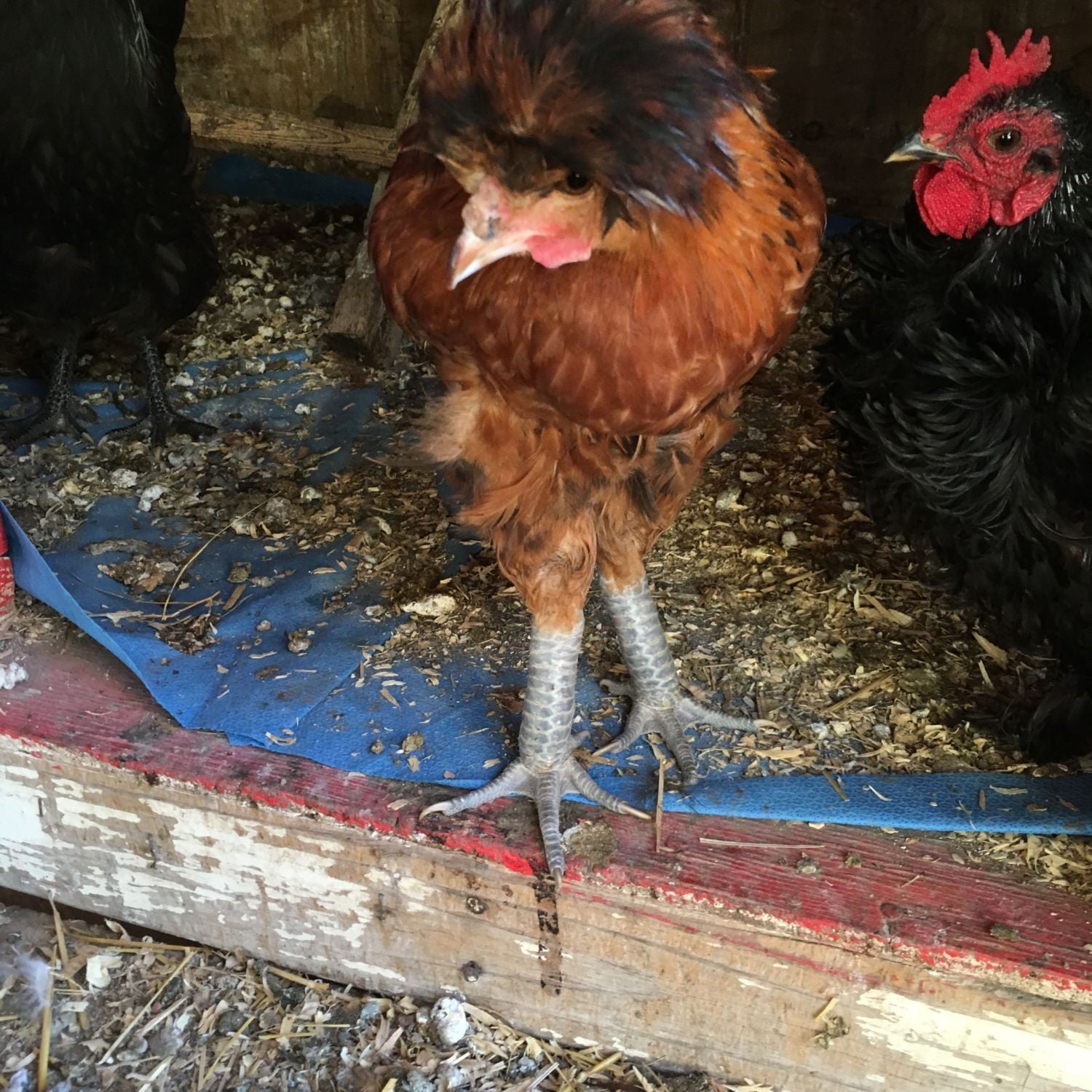 Fat legs BackYard Chickens Learn How to Raise Chickens
