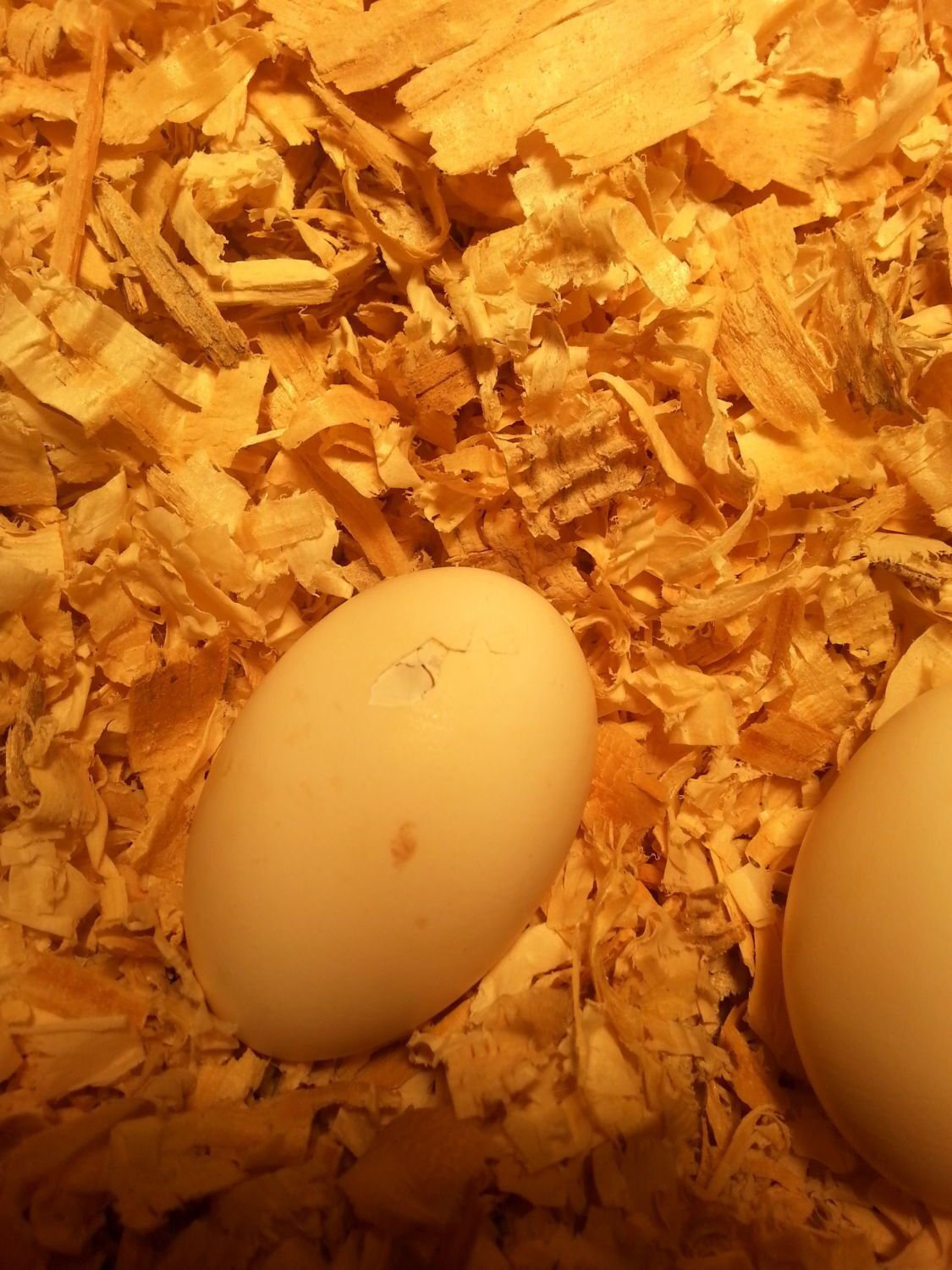 Hen left hatching eggs | BackYard Chickens - Learn How to ...