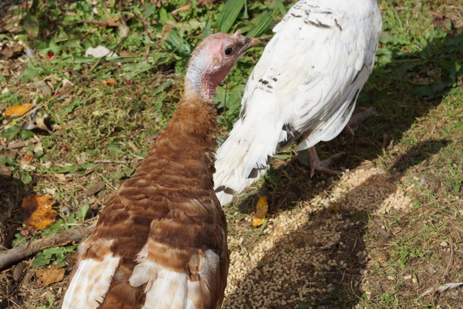Young Bourbon Red Turkey Sexing Question Backyard Chickens Learn How To Raise Chickens