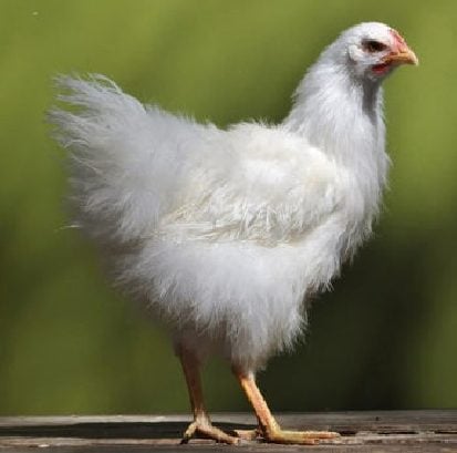 Chicken Breed Focus - Hedemora | BackYard Chickens - Learn How to Raise Chickens