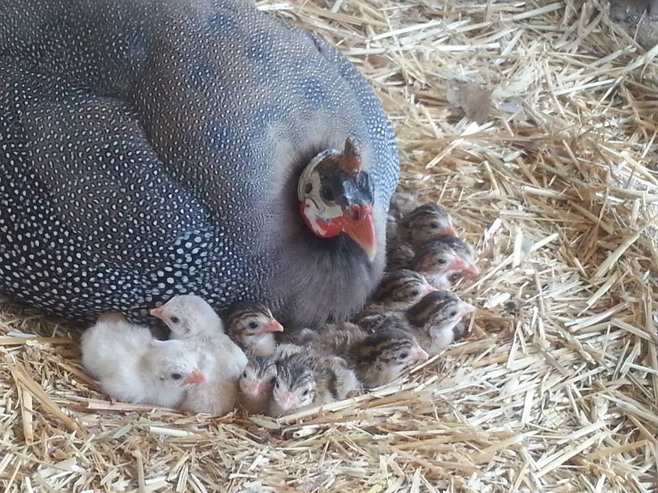5 Reasons Not to Raise Guinea Fowl on Your Homestead