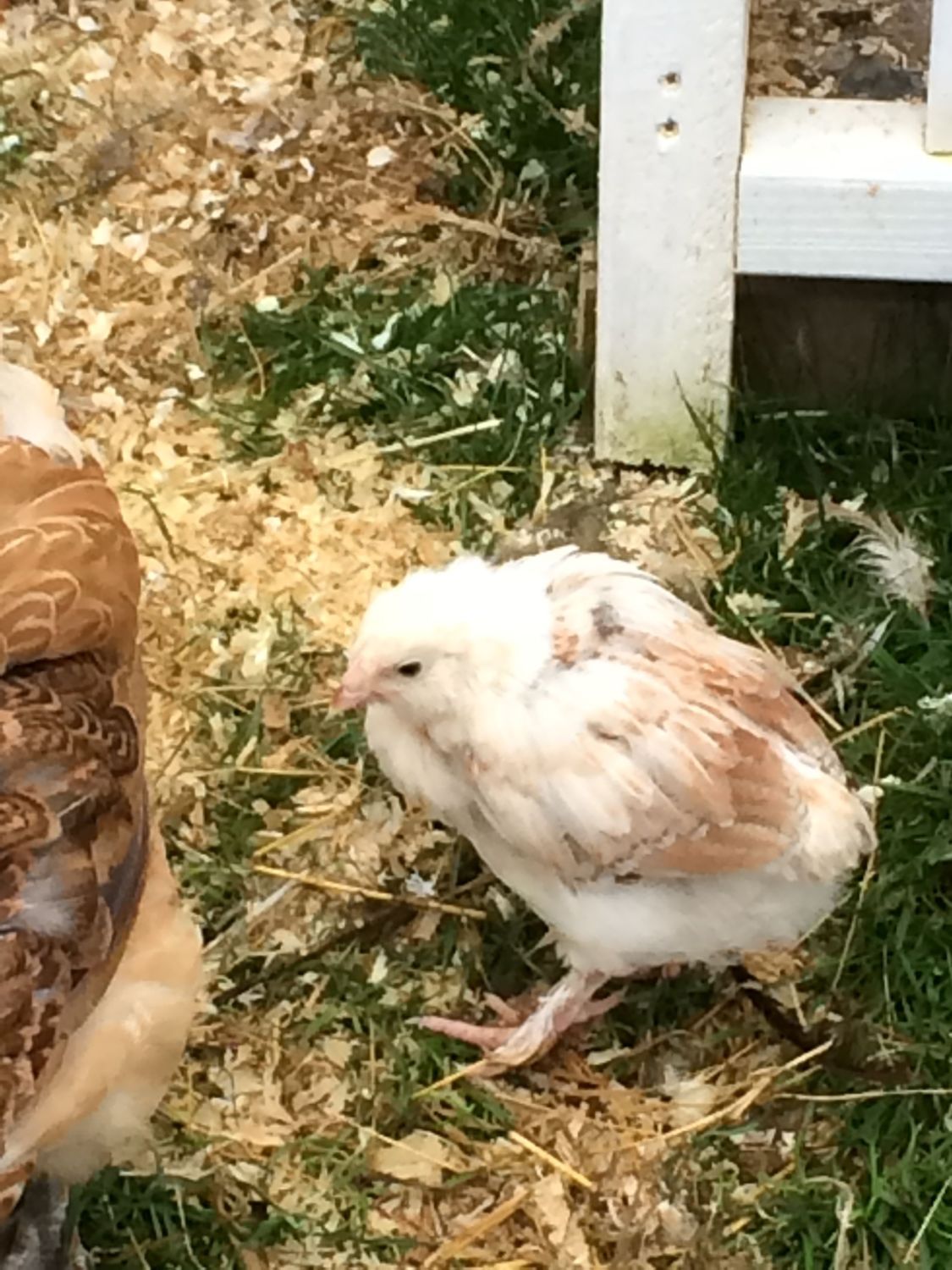 Salmon faverolle chick 5wks old BackYard Chickens Learn How to
