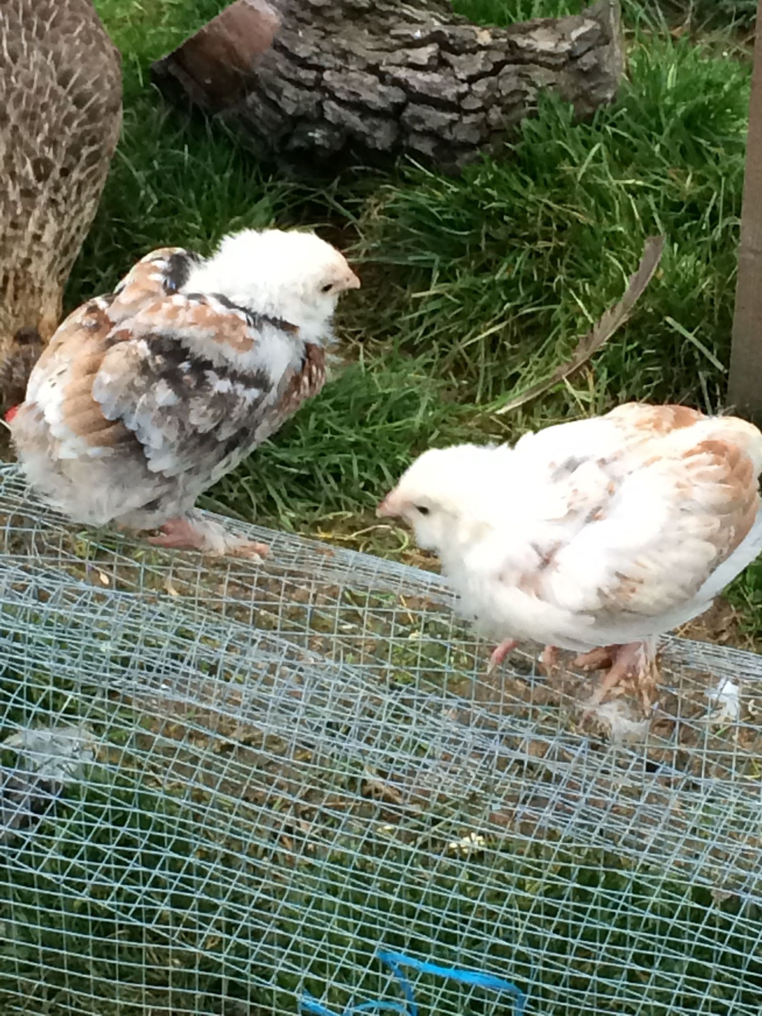 Salmon faverolle chick 5wks old BackYard Chickens Learn How to