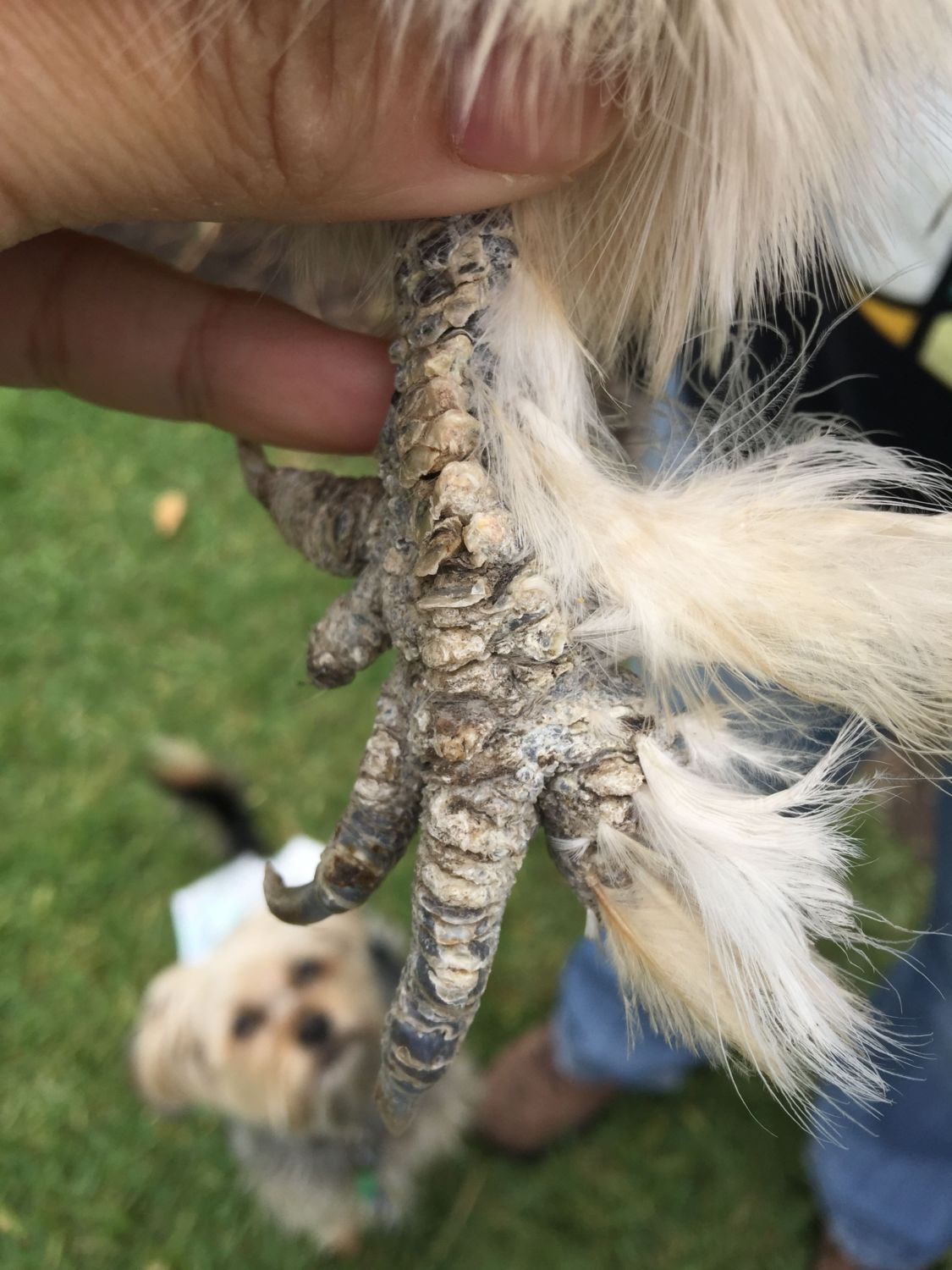 Please help with my silkie chicken's feet and how to treat ... Rich in chinese culture and tradition, the silkie chicken is a very special bird.