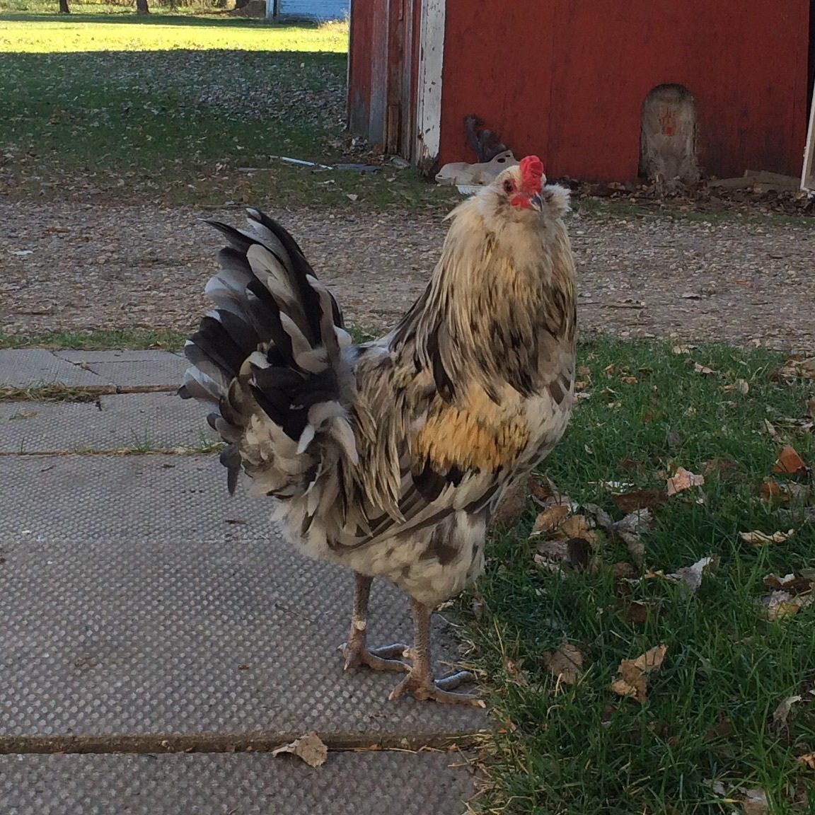 Is this what they call a splash ameraucana rooster? BackYard Chickens