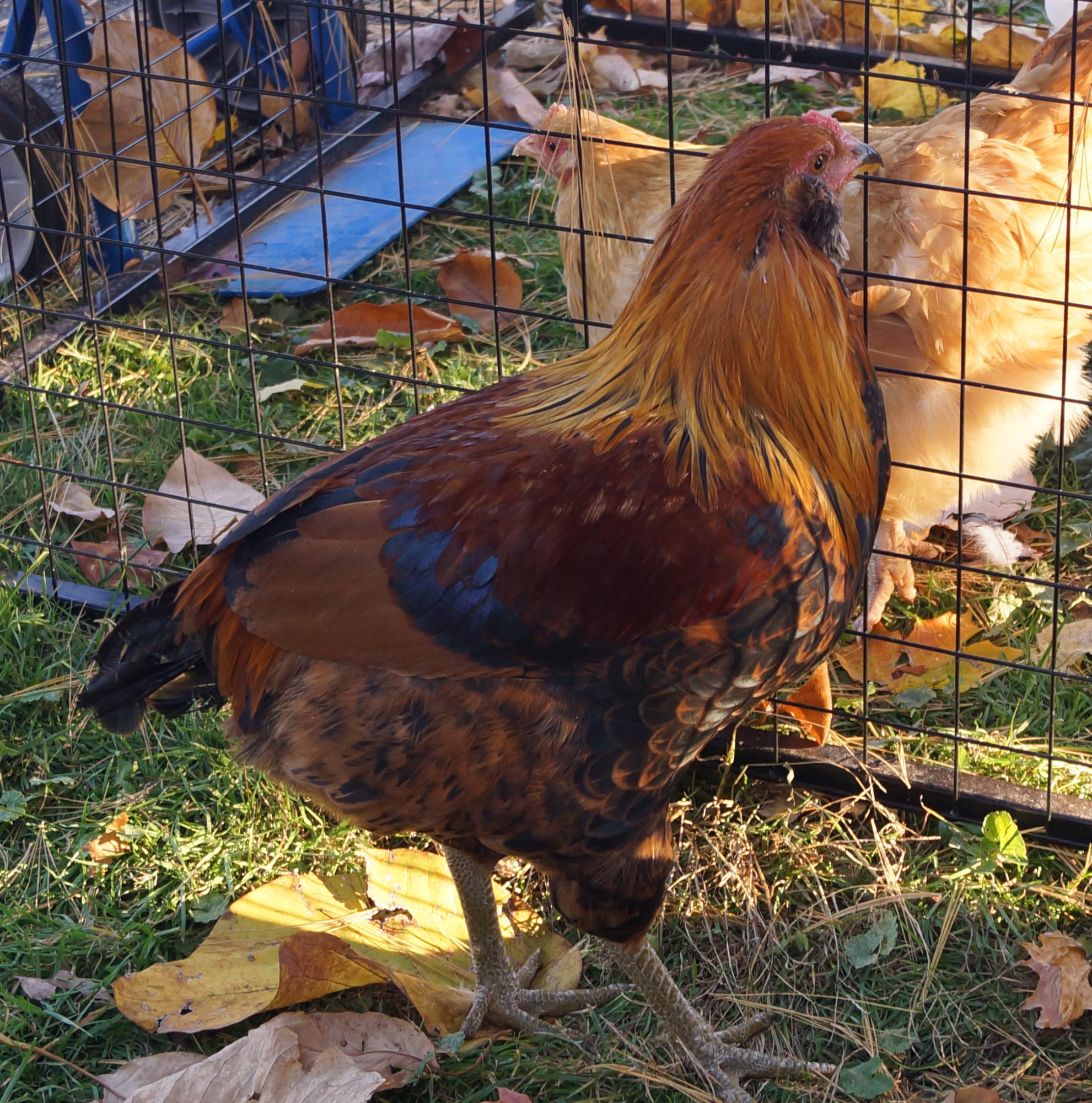 rooster lost all tail feathers  BackYard Chickens - Learn How to Raise  Chickens