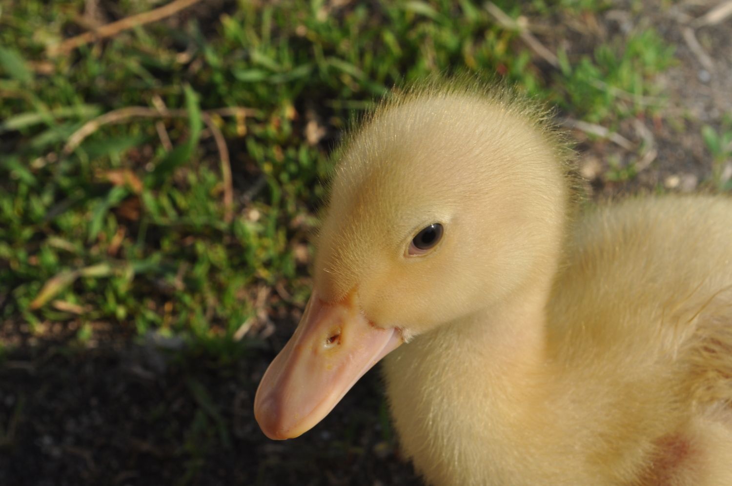 Duck Breed Focus - Pekin | BackYard Chickens