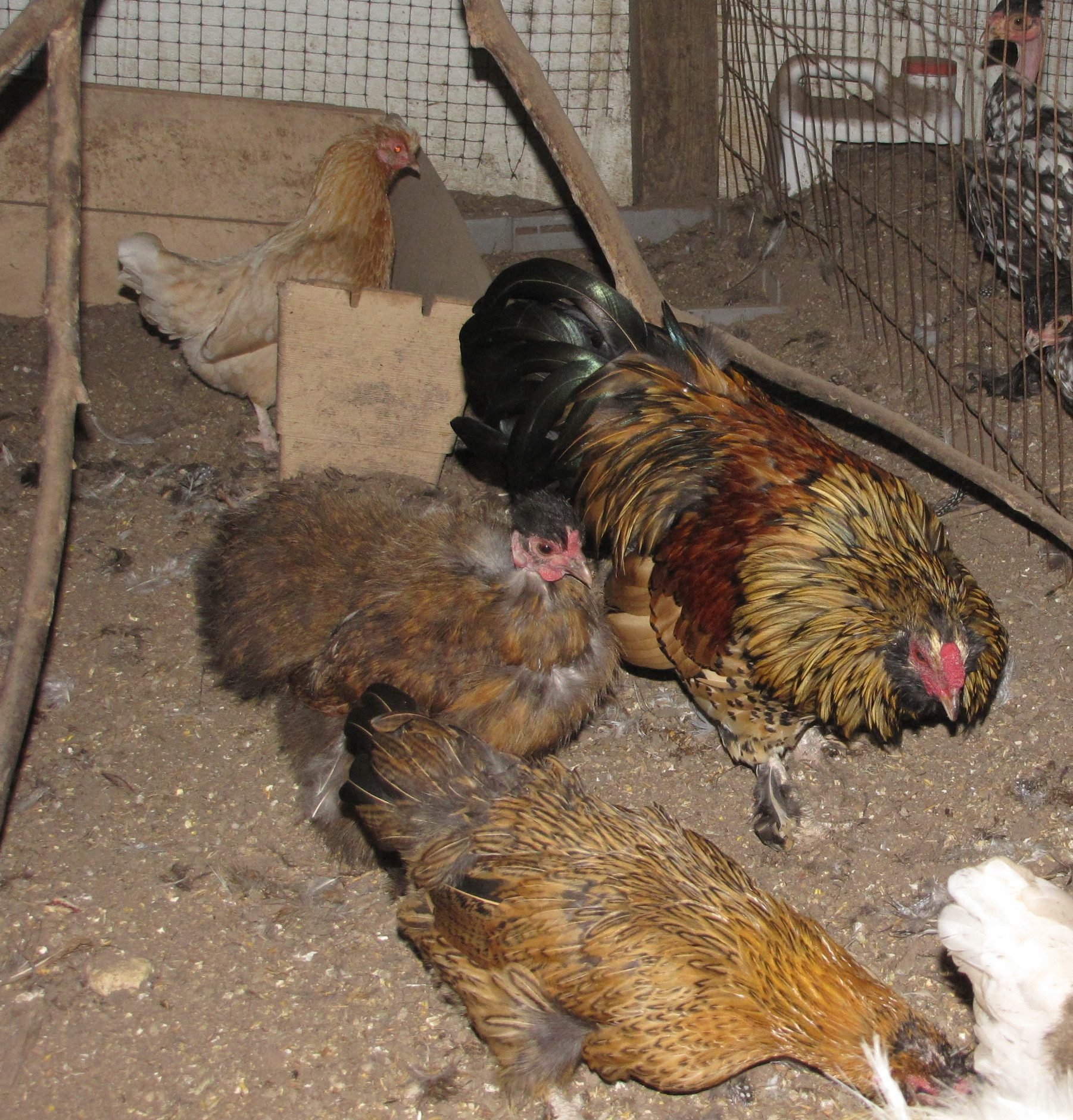 Naked Neck Chickens Banties Silkie Naked Necks Need Rehomed In