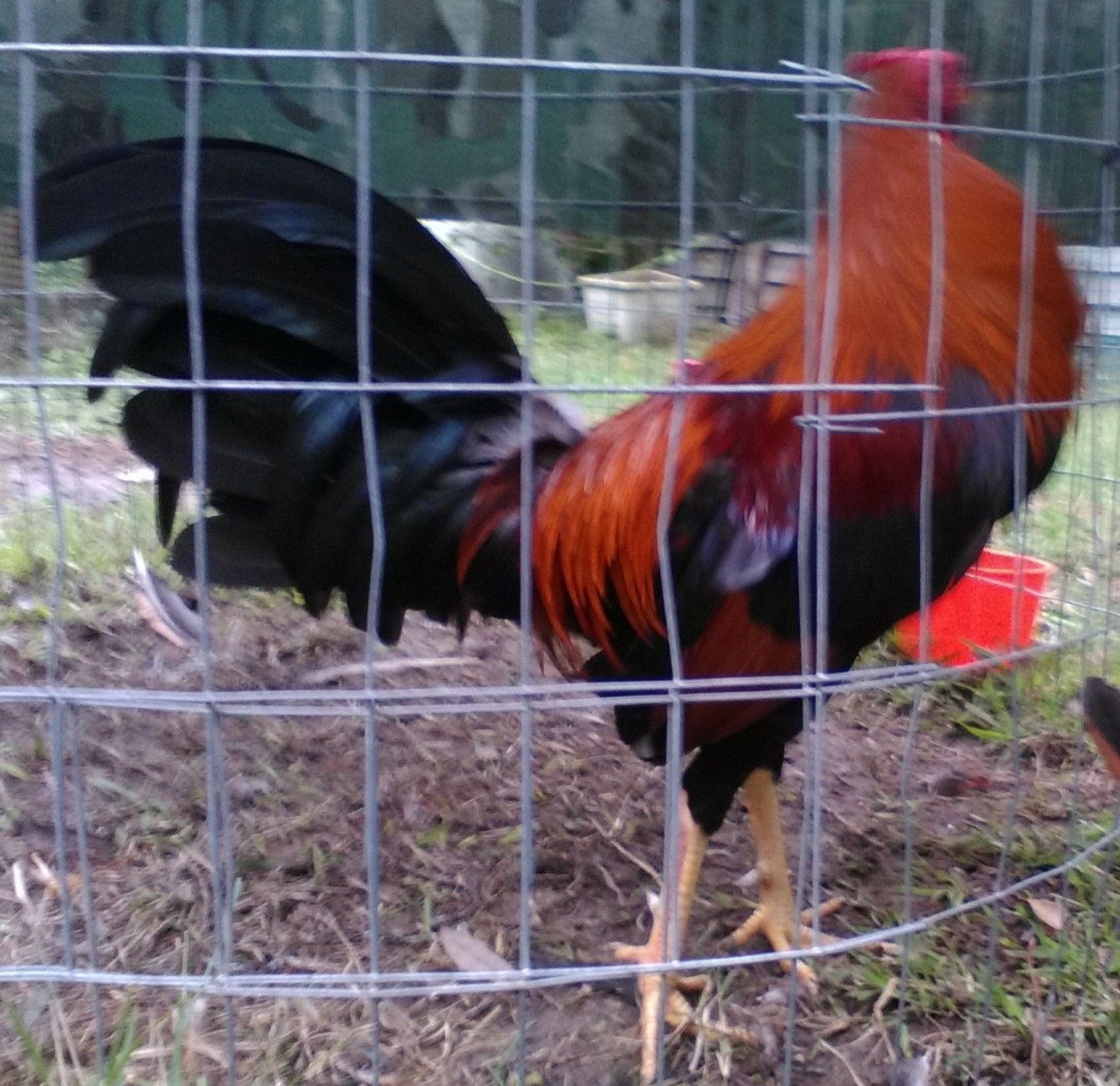 Pure Larry Romero Lacy Roundhead 6 Hatching Eggs Chicken Poultry 