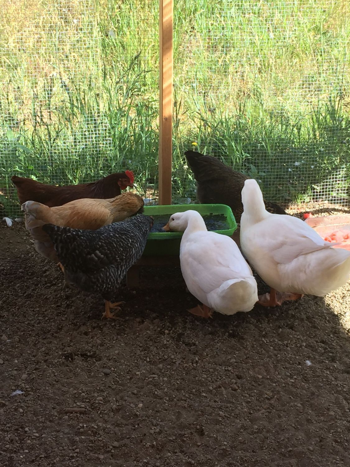 Duck Run Flooring BackYard Chickens Learn How to