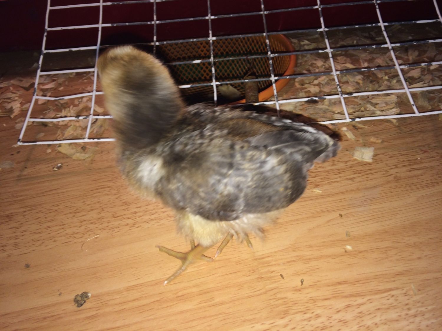 Any Chicks You're Raising At The Moment! | Page 3 ...