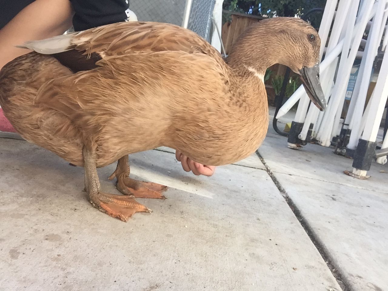Duck has big chest. Is this normal?