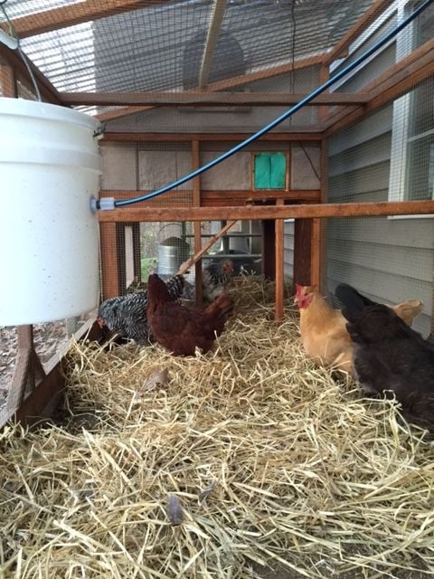 Rat Droppings And Backyard Chickens Critical Things You Need To Know
